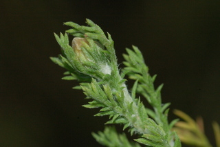 Chamaemelum nobile, Roman chamomile, leaf bud