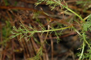 Chamaemelum nobile, Roman chamomile, leaf upper