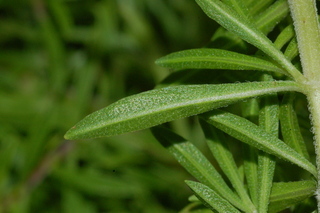 Chrysanthemum cinerariifolium, Pyrethrum, leaf tip upper