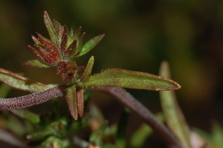 Satureja hortensis, Summer savory, leaf upper