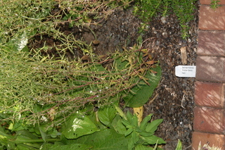 Satureja hortensis, Summer savory, plant