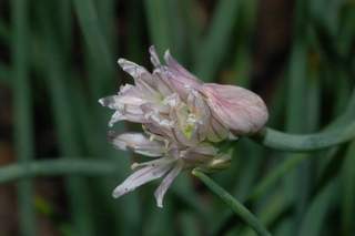 Allium schoenoprasum, chives, inflorescence