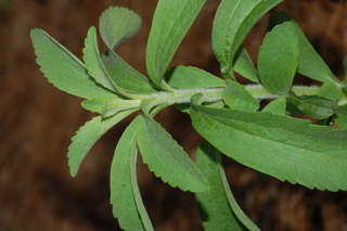 Stevia rebaudiana, branching