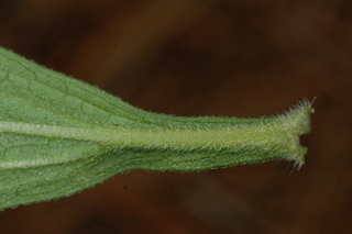 Stevia rebaudiana, leaf base under