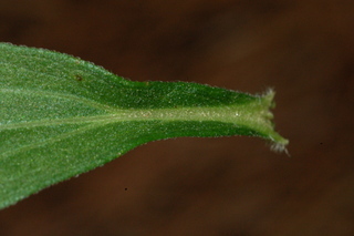 Stevia rebaudiana, leaf base upper