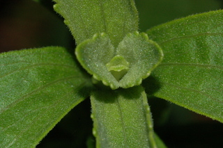Stevia rebaudiana, leaf bud