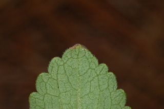 Stevia rebaudiana, leaf tip under