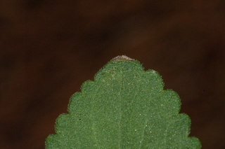 Stevia rebaudiana, leaf tip upper