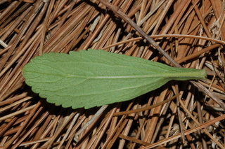 Stevia rebaudiana, leaf under
