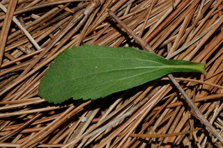 Stevia rebaudiana, leaf upper