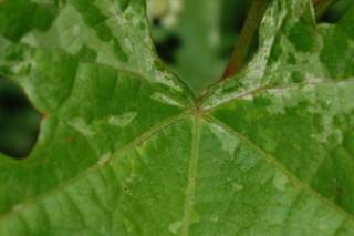 Ampelopsis brevipedunculata, leaf base