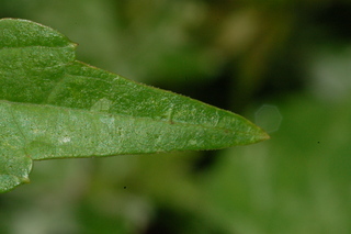 Ampelopsis brevipedunculata, leaf tip upper