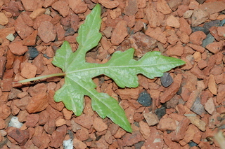 Ampelopsis brevipedunculata, leaf under