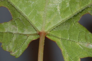 Ampelopsis brevipedunculata, leaf base under
