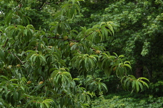 Prunus persica, Dwarf Elbepta, plant