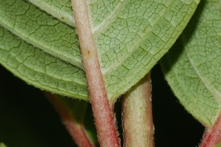 Hydrangea paniculata, Tardiva, leaf base under