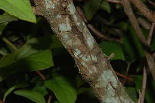 Hydrangea paniculata, Tardiva, stem