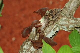 Hydrangea paniculata, Tardiva, stem