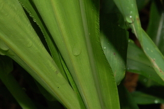 Zea mays, Corn, leaf base under