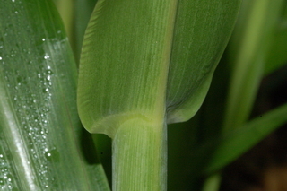 Zea mays, Corn, leaf base under