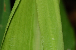 Zea mays, Corn, leaf base upper
