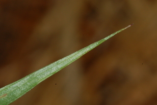 Zea mays, Corn, leaf tip under