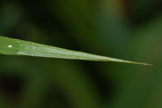 Zea mays, Corn, leaf tip upper