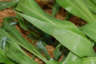 Zea mays, Corn, leaf under