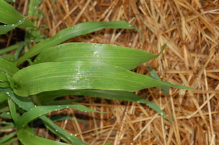 Zea mays, Corn, leaf upper