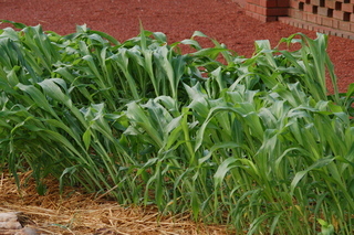 Zea mays, Corn, plant