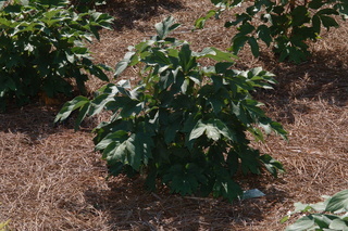 Paeonia sp, Seidei, Glorius reign peony, plant