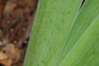 Iris germanica, Dusky challenger, Dusky challenger bearded iris, leaf base upper