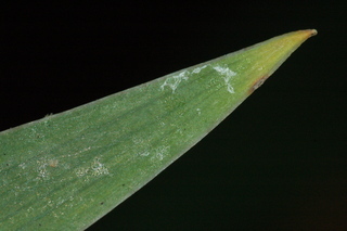 Iris germanica, Dusky challenger, Dusky challenger bearded iris, leaf tip under