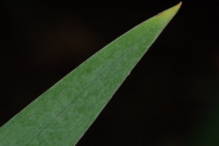 Iris germanica, Dusky challenger, Dusky challenger bearded iris, leaf tip upper