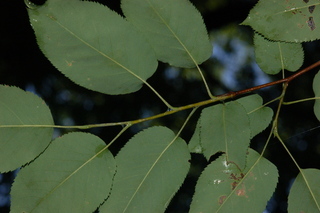 Amelanchier laevis, Alleghany serviceberry
