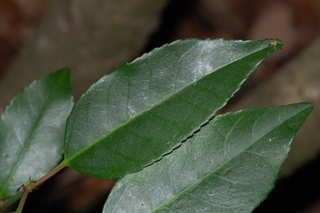 Prunus lusitanica, Portuguese laurel
