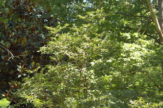 Stewartia monadelpha, Tall stewartia