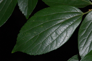 Celtis sinensis, Japanese hackberry