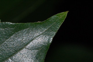 Celtis sinensis, Japanese hackberry
