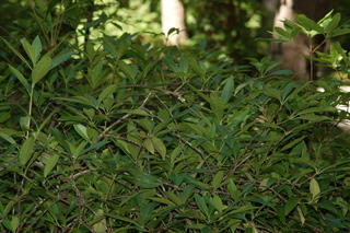 Illicium parviflorum, Small anise-tree