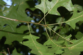 Quercus texana, Nuttal oak