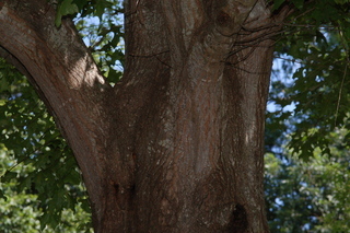 Quercus texana, Nuttal oak