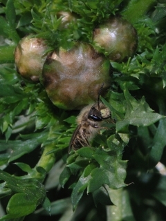 Andrena aerinifrons levantina, male