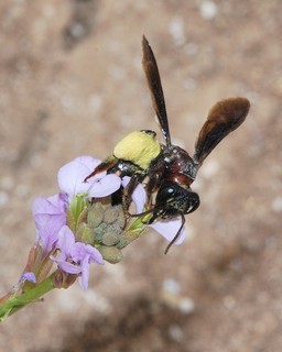 Andrena fuscosa, female
