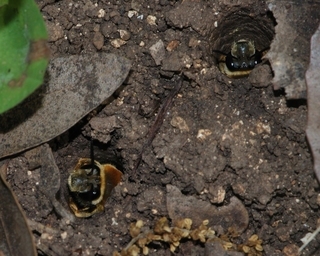 Eucera plumigera, females in burrows