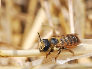 Megachile albisecta, female