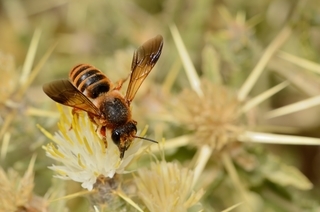Megachile judaea, female