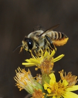 Megachile lagopoda, female