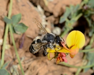 Megachile manicata, female