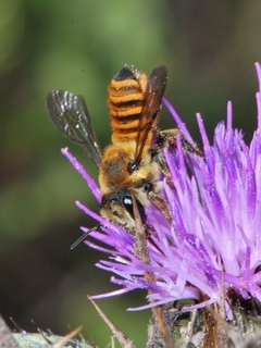 Megachile melanopyga, female